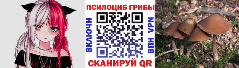 где можно купить   Суворов  Псилоцибиновые грибы GOLDEN TEACHER 